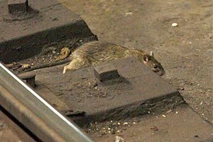В нью-йоркском метро из-за крыс предложили запретить еду
