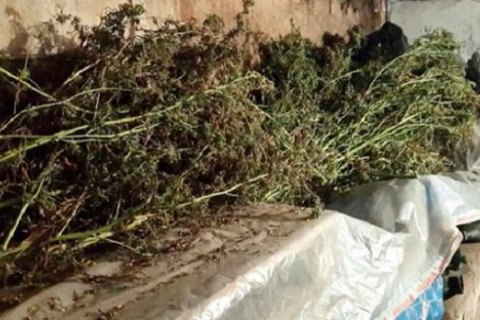 В Грузии отменили тюремное наказание за посев конопли для личного пользования