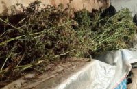 В Грузии отменили тюремное наказание за посев конопли для личного пользования