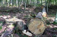 Киевсовет разрешил вырубить часть Беличанского леса ради дороги