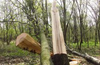 В Голосеевском парке в Киеве за ночь вырезали более сотни деревьев
