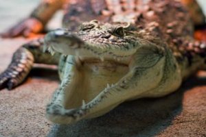 На Филиппинах поймали гигантского крокодила