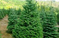 Порядка 500 человек охраняют елки Днепропетровщины от незаконной вырубки