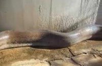 ​В Канаде змея задушила двух детей
