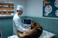 Янукович не пошел на уступки защитникам животных
