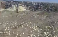 В Грузии из выброшенных на свалку бракованных яиц вылупились сотни цыплят