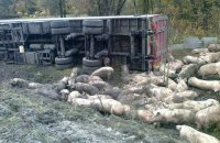 В Полтавской области в ДТП погибли 50 свиней