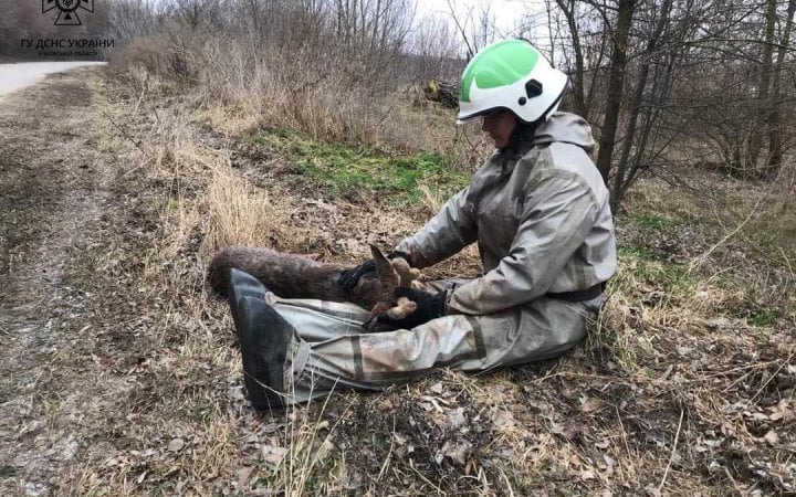 Бійці ДСНС врятували на Київщині поранене оленятко