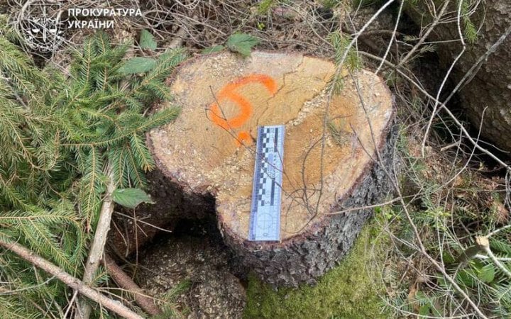 У трьох областях України викрили незаконні рубки лісу на 36 млн грн