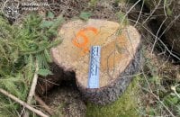 У трьох областях України викрили незаконні рубки лісу на 36 млн грн