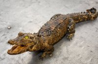 Українець намагався вивезти до Польщі крокодила в багажнику