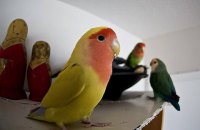 Бразильская полиция конфисковала у наркоторговцев попугая-сообщника, который "стоял на шухере"