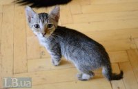 Американец получил 16 лет тюрьмы за убийство кошек, - СМИ