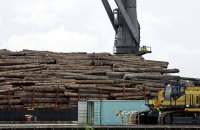 НАБУ затримало ексдиректора Гутянського лісгоспу за розтрату деревини на 50 млн гривень