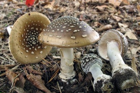 В Одесской области от отравления грибами скончались беременная женщина и ее 11-летний сын