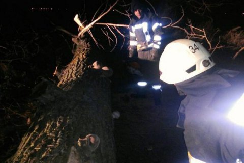 В Киевской области из-за падения дерева погибла женщина