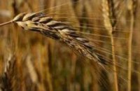 Кабмин намерен ввести квоту на продажу пшеницы 