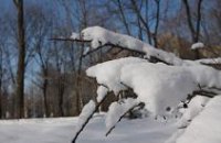Днепропетровские леса охраняют от новогодних браконьеров