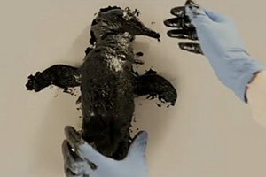 Greenpeace запустил кампанию с нефтяными отпечатками мертвых птиц