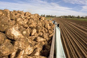 Урожай сахсвеклы упал на 40%