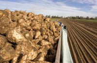 Урожай сахсвеклы упал на 40%