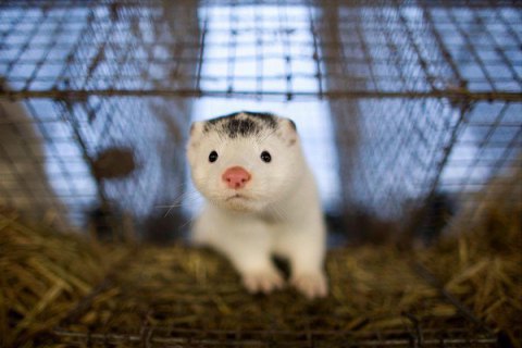 Дания запретит норковые фермы до конца 2021 года