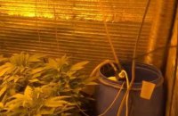 В Киевской области мужчина в подвале вырастил марихуаны на миллион гривен