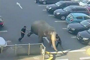 В Ирландии взбунтовалась цирковая слониха