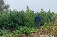 На Херсонщині двоє жителів Луганщини виростили конопель елітних сортів на $2 млн