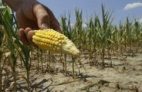 Юг Украины потерял половину урожая зерновых