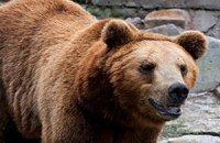 Любопытный медведь в Калифорнии забрался в машину и уехал