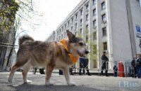 Владельцы собак потребовали у МВД заняться догхантерами