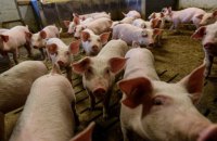Рада приняла евроинтеграционный закон о ветеринарной медицине