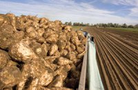 Урожай сахарной свеклы в Украине упадет на 20%, - прогноз
