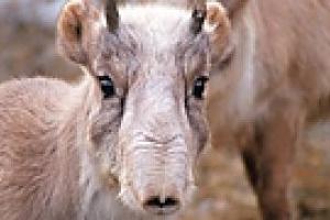 Биологи-охотоведы обсудят проблему сохранения популяции сайгака