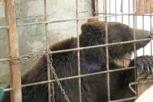Медведя Потапа отправили в "Синевир"