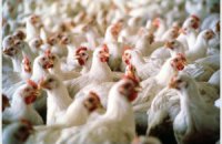 Инспекторы из ЕС нагрянут с проверкой на украинские птицефермы