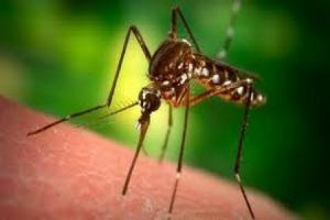 В Харькове зарегистрирован завозной случай малярии