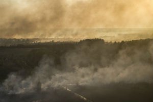 В Чернобыльськой пуще горит трава и лесная подстилка