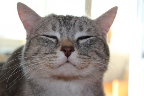 Рейс из Киева в Анкару задержали на два часа из-за лишнего кота
