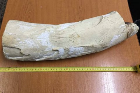 Водитель туристического автобуса пытался вывезти в Польшу бивень мамонта