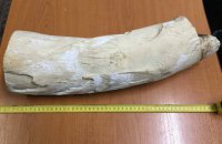Водитель туристического автобуса пытался вывезти в Польшу бивень мамонта