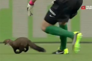 Куница напугала швейцарцев