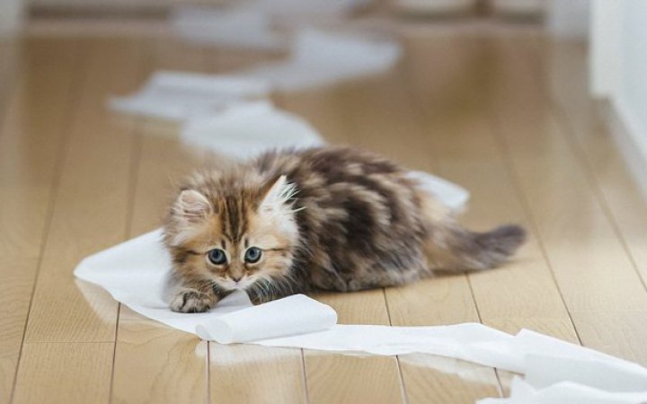 Поліція Одеси розслідує обставини загибелі двох кошенят у "кафе кототерапії"