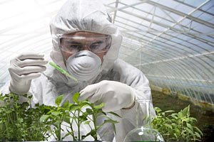 В Минагрополитики собираются разрешить выращивание ГМО-культур в Украине