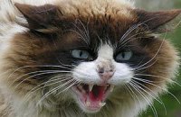 Приставы выселили из общежития кота с трудным характером