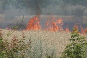 Рейдеры подожгли урожай Аркадия Корнацкого
