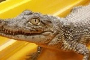В одесском пруду обнаружили крокодилов