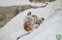 Киевский зоопарк показал, как животные реагируют на снег