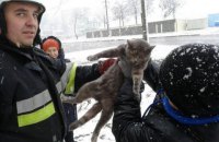 В Каменце-Подольском спасатели сняли с дерева кота